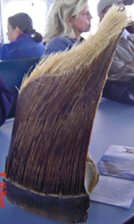 Baleen 1